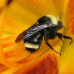 The Global Sniffer Bee Population Speak Out