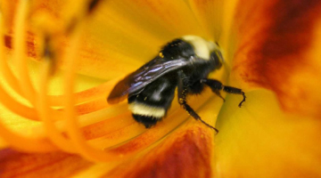 The Global Sniffer Bee Population Speak Out