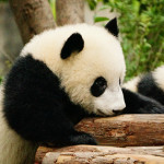 100-Word Fiction: Cuddling Panda Babies
